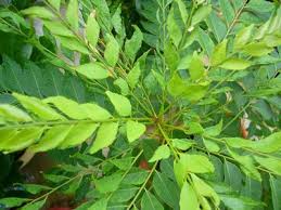 Neem Leaf Manufacturer Supplier Wholesale Exporter Importer Buyer Trader Retailer in Dhar Madhya Pradesh India